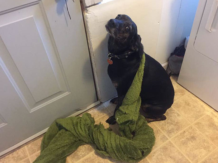 She Got Stuck In The Hole She Chewed In Her Blanket