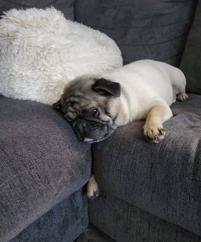 Arm Stuck In The Couch. This Is Acceptance