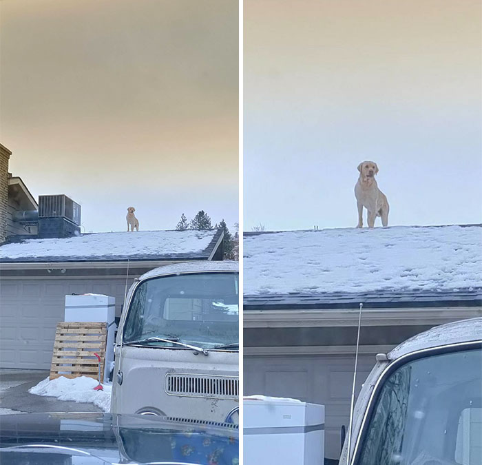 My Son Left The Balcony Gate Open And Cooper Got Stuck On The Balcony. He Decided To Climb A Chair Onto The Roof To See The World From New Heights