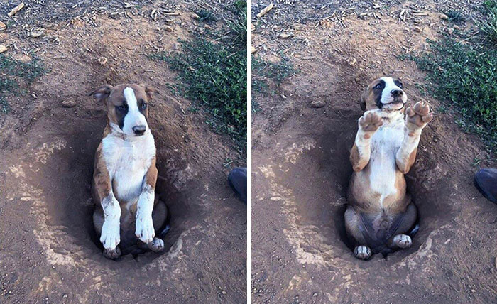 Meet Cooper. He Dug Himself A Hole And Got Stuck In It