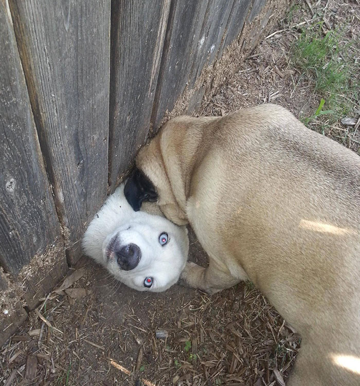 Neighbors Got A New Dog. He Seems To Really Love My Pug