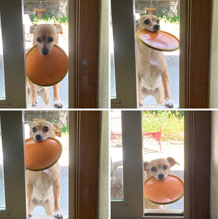 Heard Her Crying To Find Her "Stuck" Outside