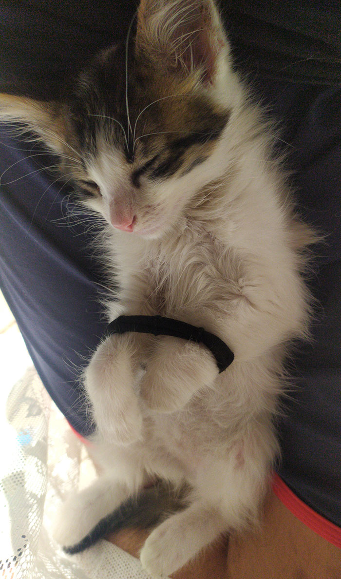 I Gave My Cat A Hair Tie While I Was Studying, She Kept Playing With It Until She "Stuck" Her Paws And Decided To Go To Sleep