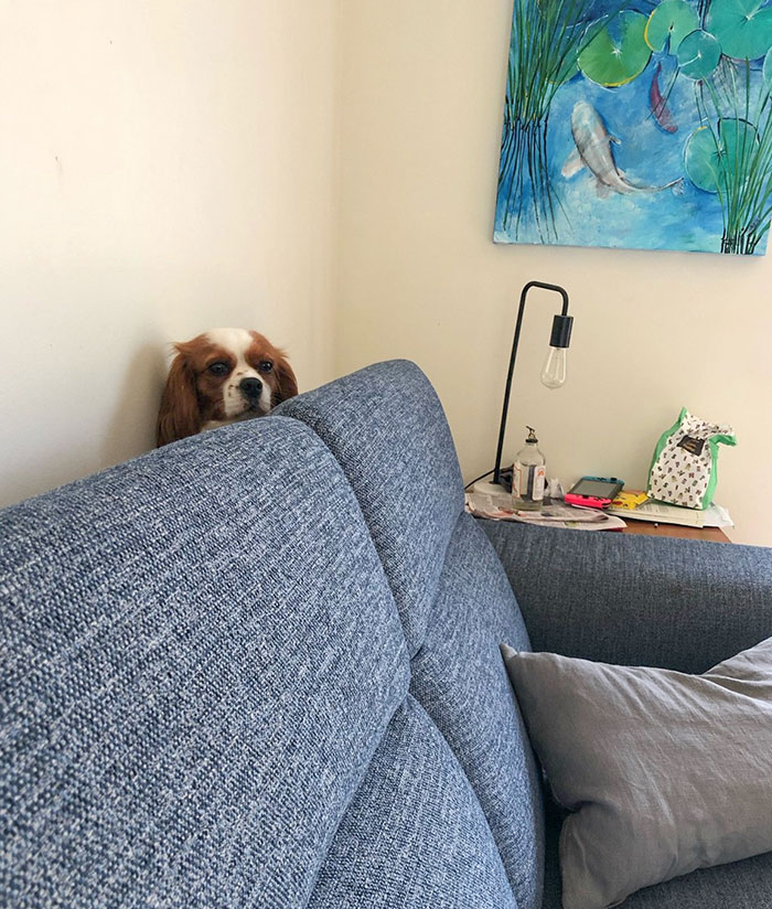 My Sister's Dog Got Stuck Behind The Couch And Cried. She's Cute And Friendly, But A Bit Dumb. The Dog Isn't Too Bright Either