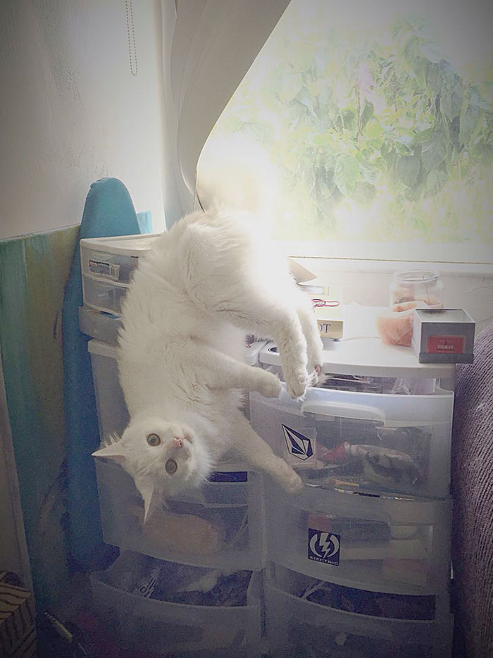 I Walked Into This Scene After I Heard Some Things Being Knocked Over. He Got Himself Stuck In The Blind Pulley Strings