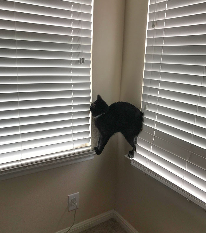 My Cat Is Not What You Would Call The Smartest Of Cats