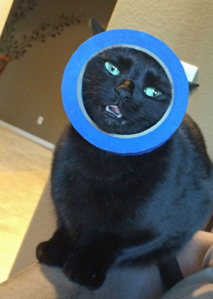 So My Cat Got Her Head Stuck In A Roll Of Tape