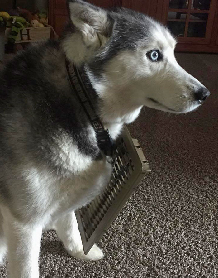 She Likes To Nap On The Air Vent, But Always Gets Stuck To It