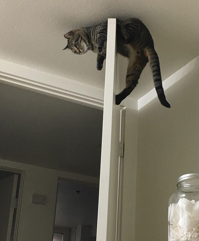 He Finally Got To The Top Of The Door. He Regrets Nothing