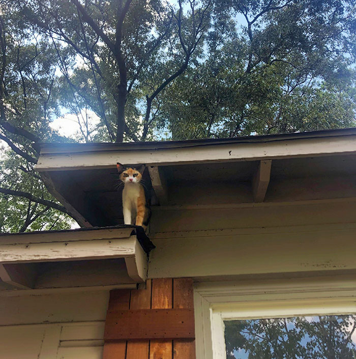 Jerk Escapes From House And Gets Stuck - Then Demands To Be Rescued Immediately