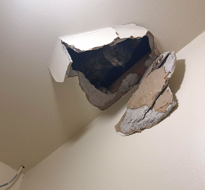 Tillie Found A Small Hole In The Closet Ceiling, Made It Bigger, Then Got Stuck. Took Thirty Minutes To Get Her Out Despite Her Asking For Help. We Just Cleaned The Closet Too