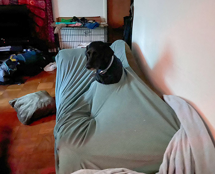 She Tore A Hole In The Couch Cover And Then Whined When She Got Stuck In It