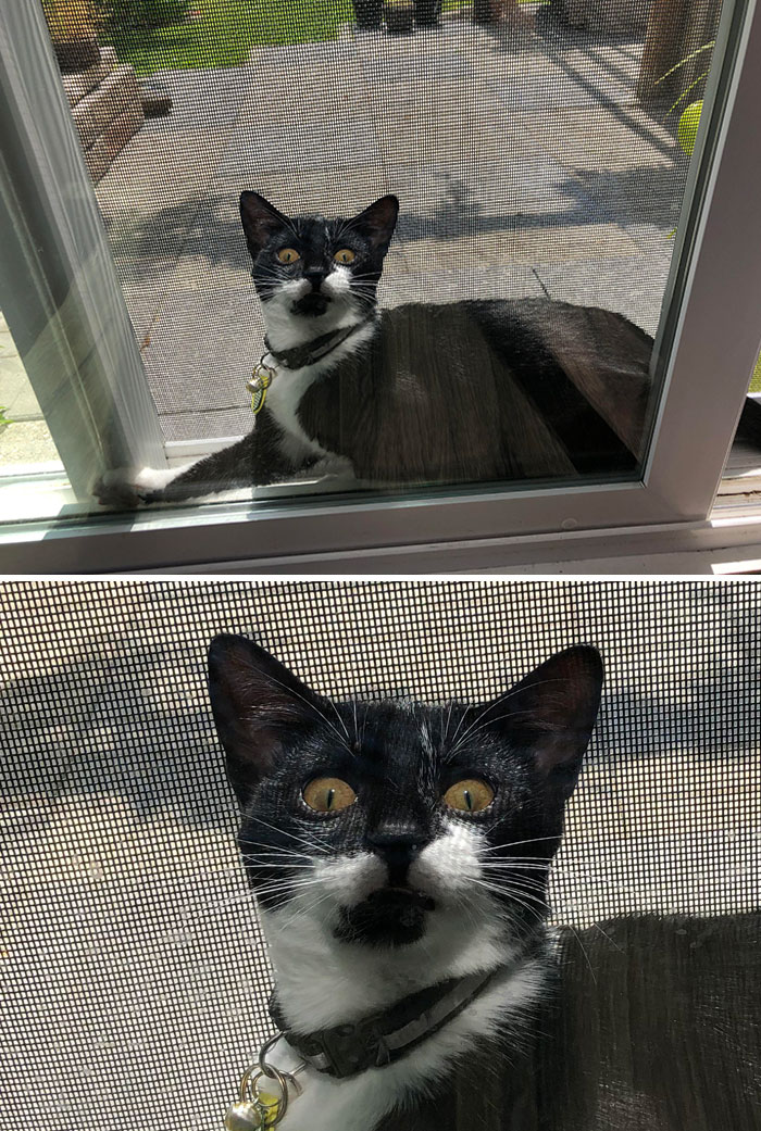 She Was Chasing A Bug And Got Stuck