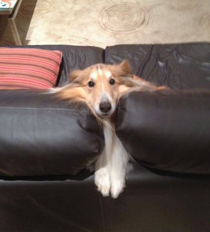 Mum Just Sent Me This. I Think He's Stuck