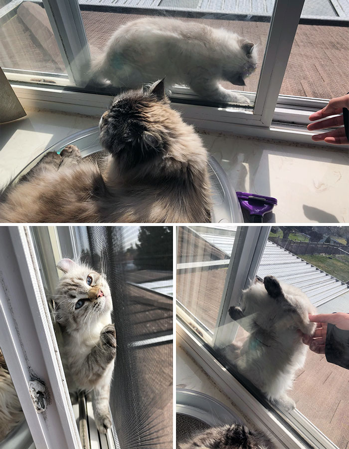 Popo Got Herself Stuck Between Windows