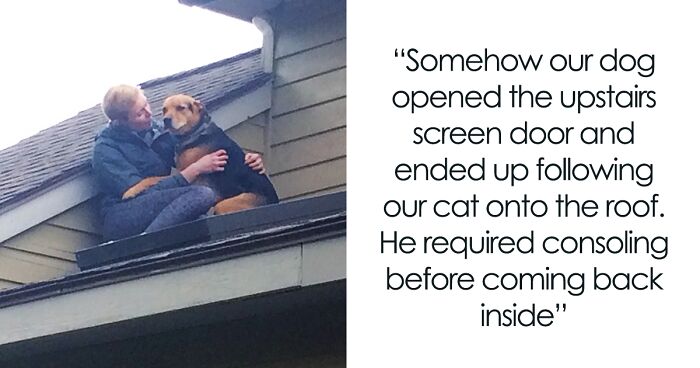 50 Times Animals Goofed Around And Ended Up Requiring Human Assistance (New Pics)