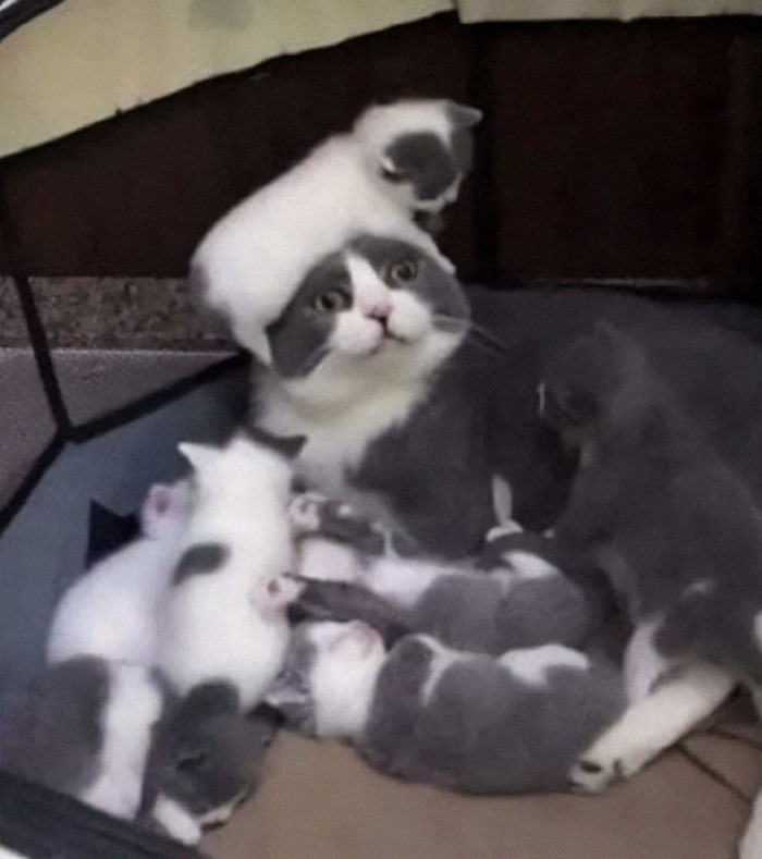 De estar preparado para la crianza