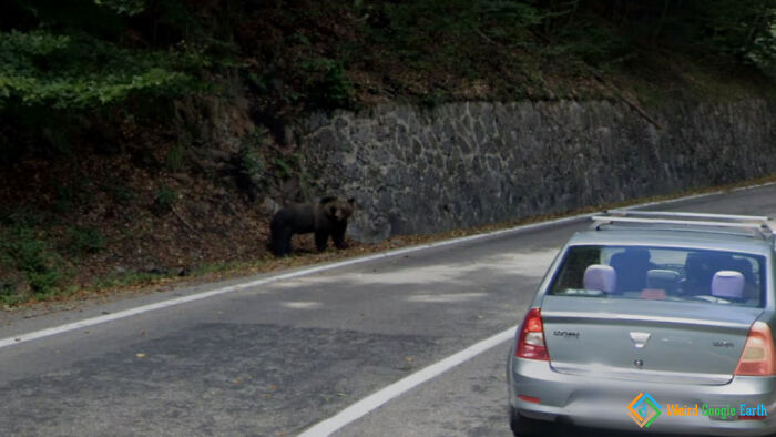 Avistamiento de un oso. Arges, Rumanía
