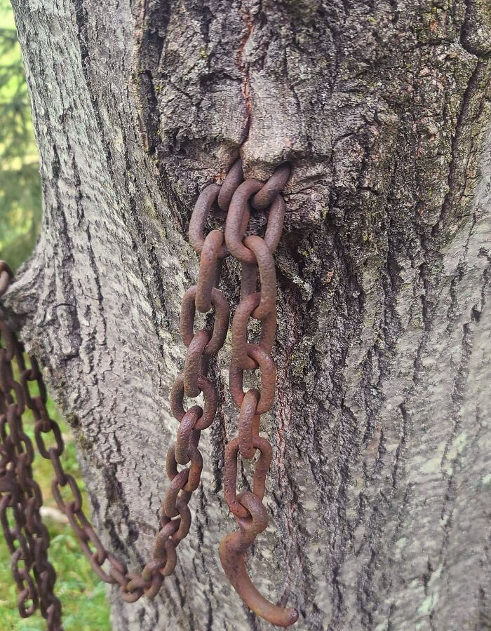 Someone Really Wanted This Hammock Chain To Be Here Forever