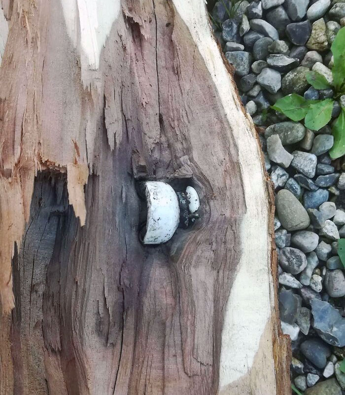 Found An Old Powerline Completely Engulfed By A Tree