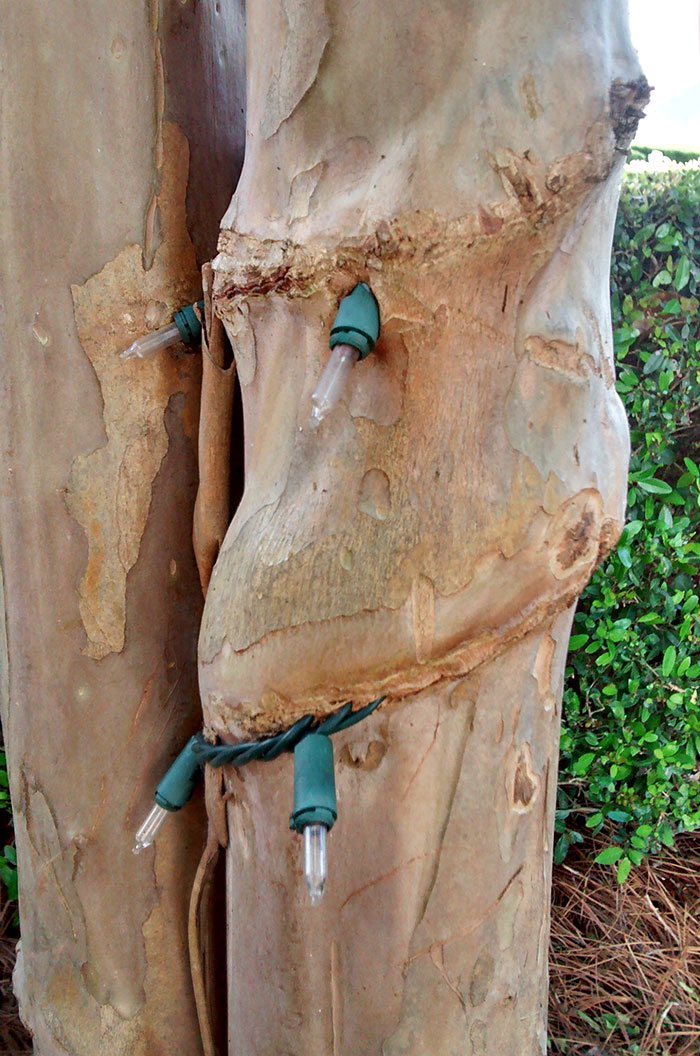 This Tree Engulfed The Christmas Lights