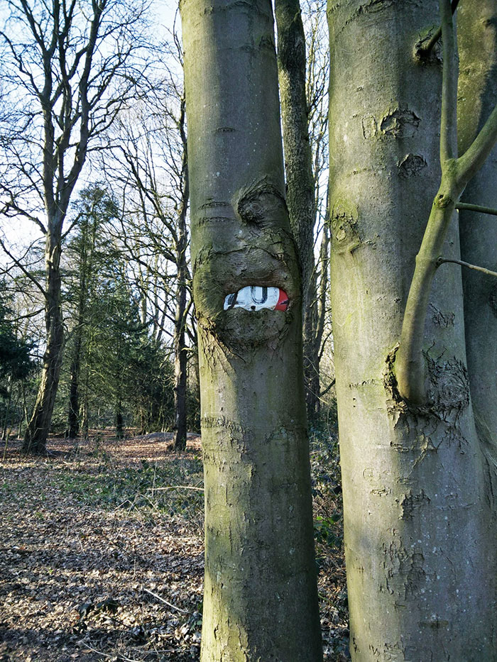 This Tree Has Engulfed A Traffic Sign