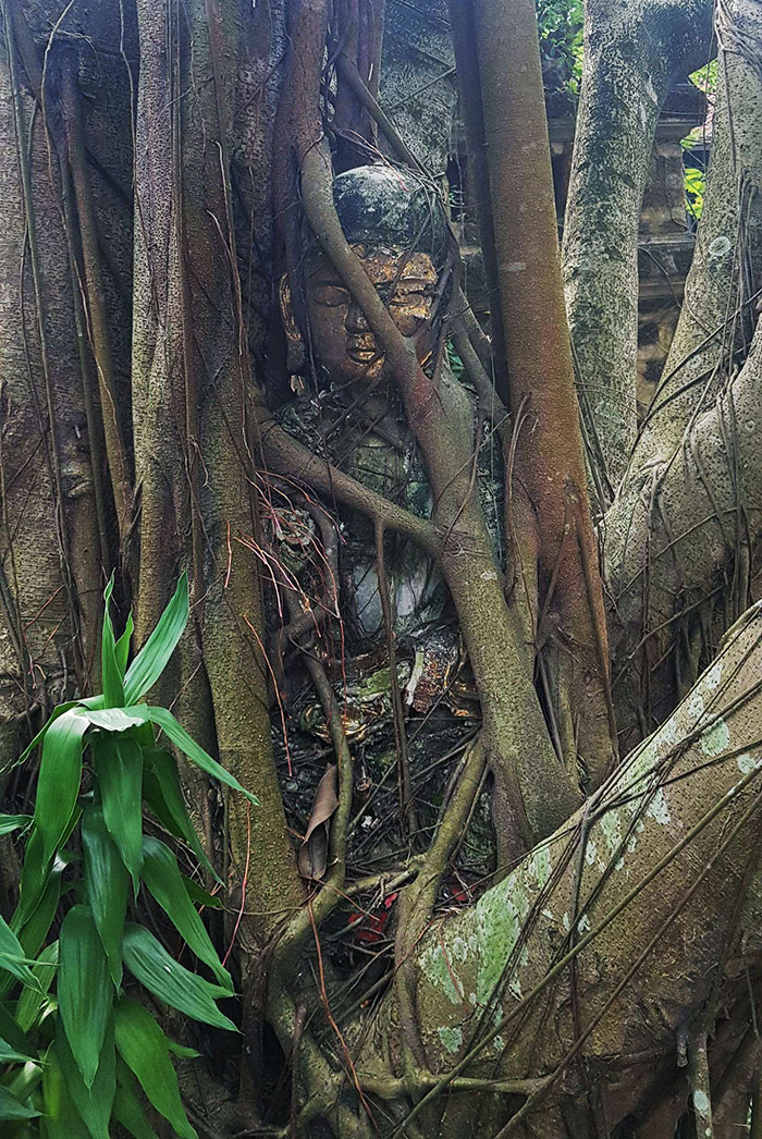This Tree Devouring The Buddha Statue