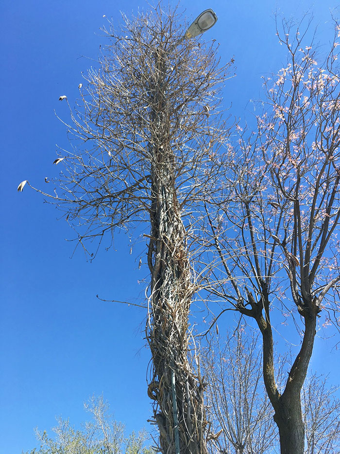 Invasive Tree Swallowed The Street Light