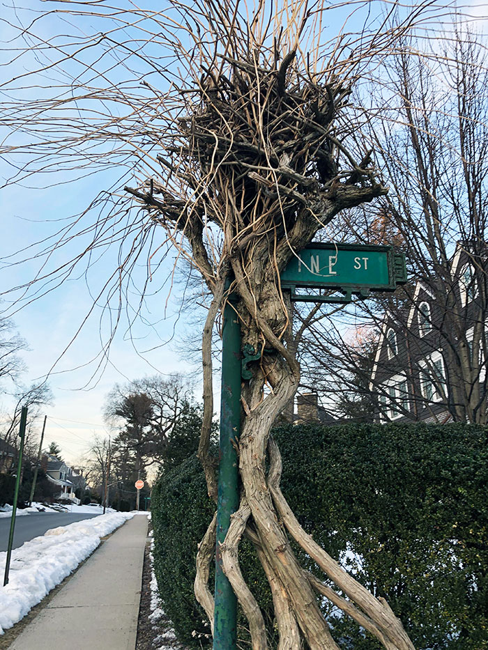 Tree Eating Up A Pole With A Sign