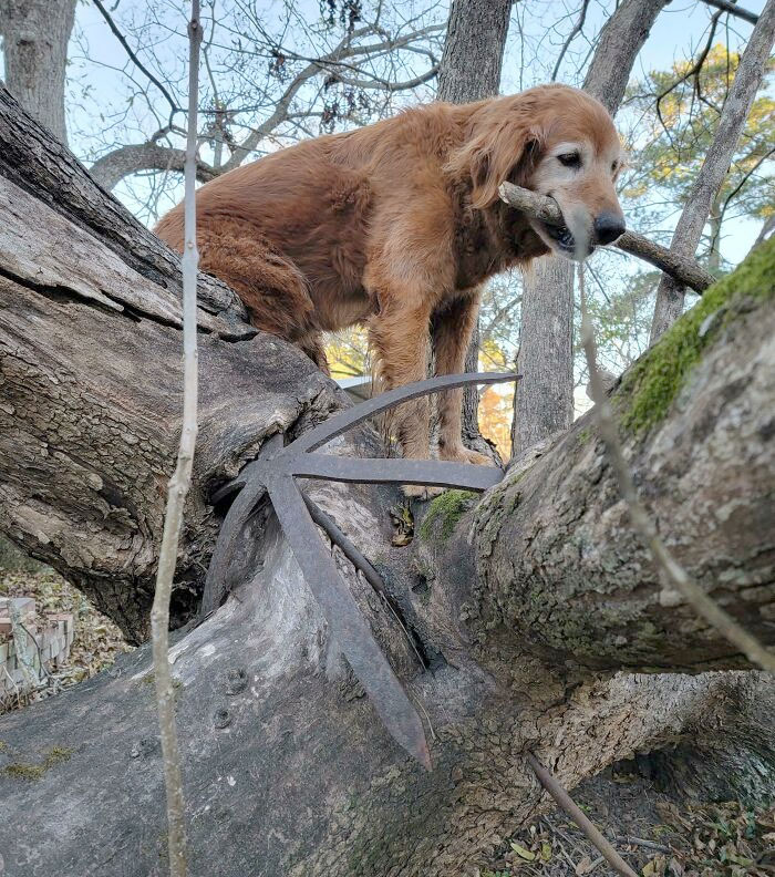My Parent's Tree Ate An Anchor. More Than 40 Years Ago