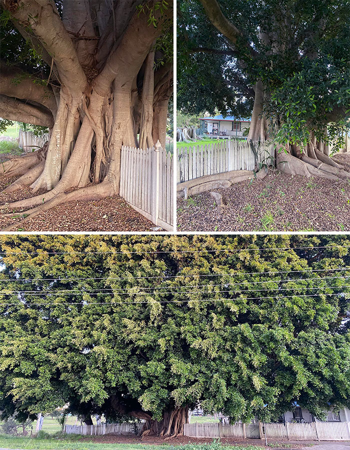Massive Strangler Fig 