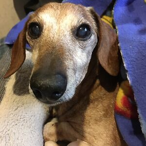 nerdqueendeluxe avatar