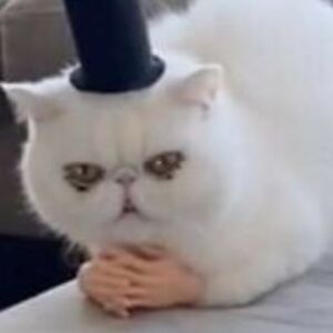 stacysultana_1 avatar