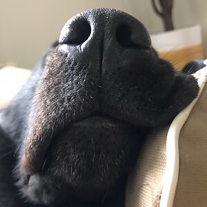 heshanijayaratne avatar