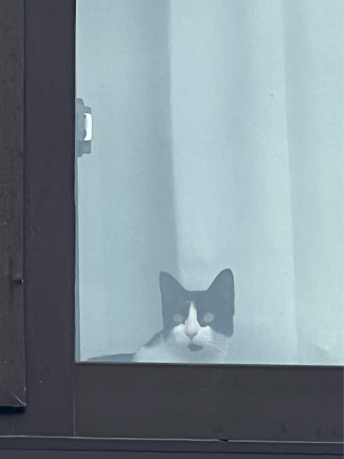 Oreo Waiting In Her Kids Room For Her Kid To Get Home.