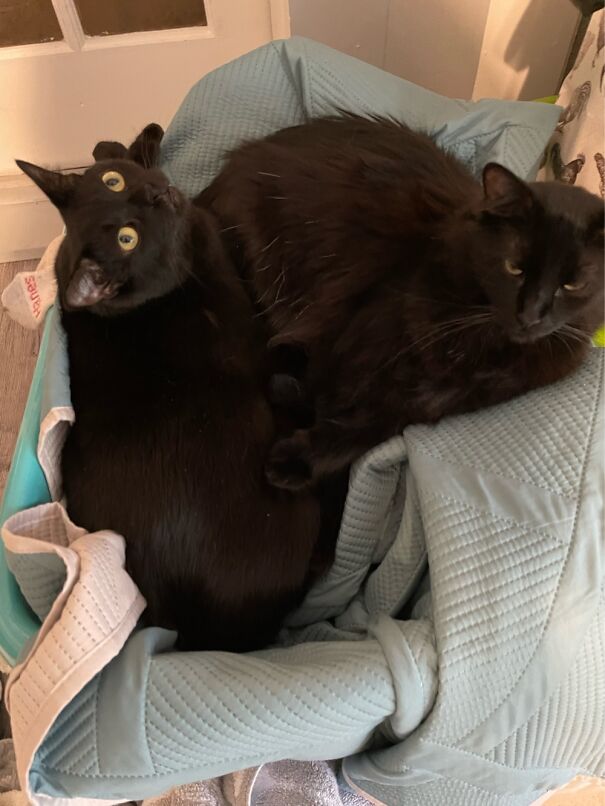 Just Took This - Guess I Can’t Put Away The Laundry Right Now. 😁