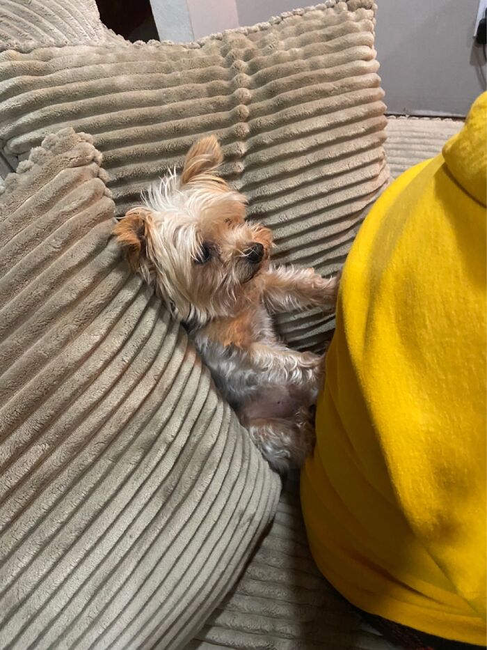 Our Couch, As You Can See My Sweet Boy Waits Until I Sit Down Then He Helps “Prop” Me Up 😂