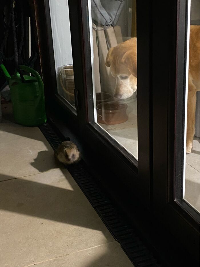 My Dog Discovers Hedgehogs