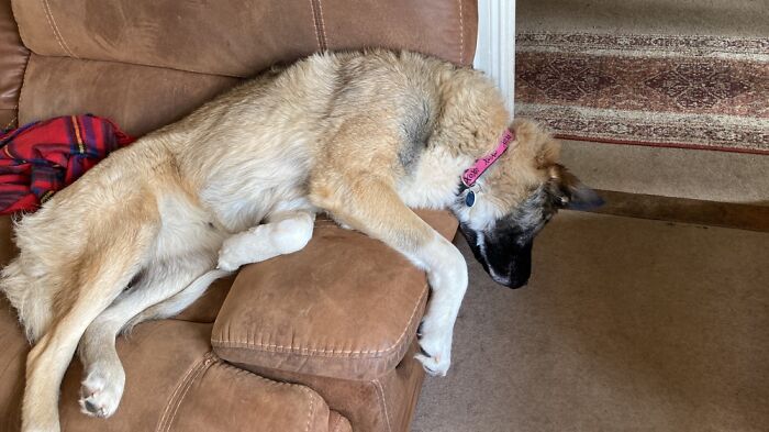 My Dog Slept In That Position. Cannot Be Comfortable!!