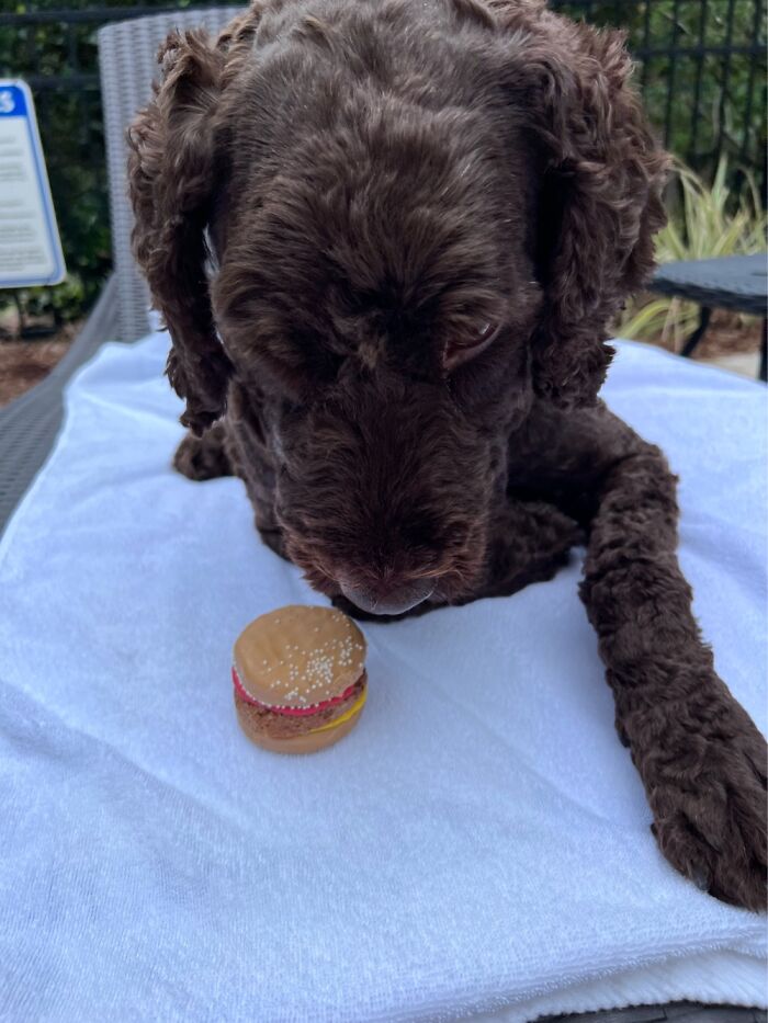 Milo And His Burger Treat!