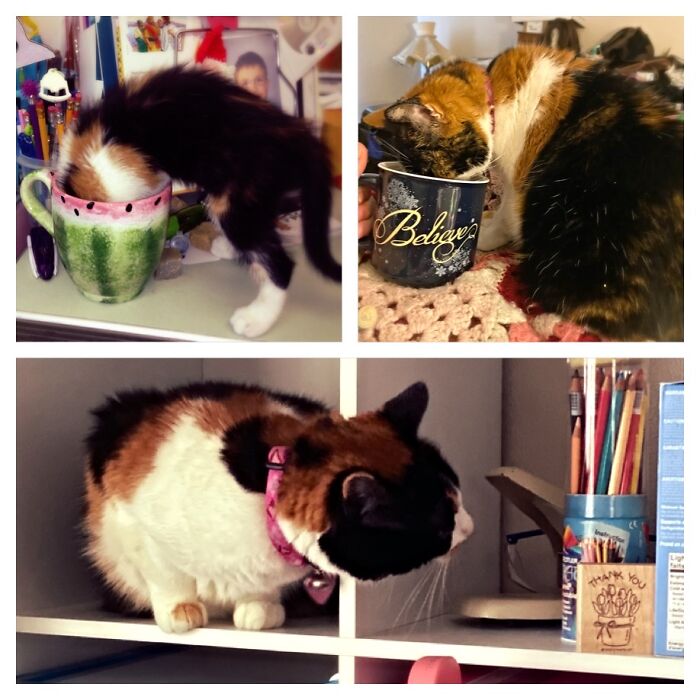 Abby Jane 04/15/2012-05/24/2022 Rip