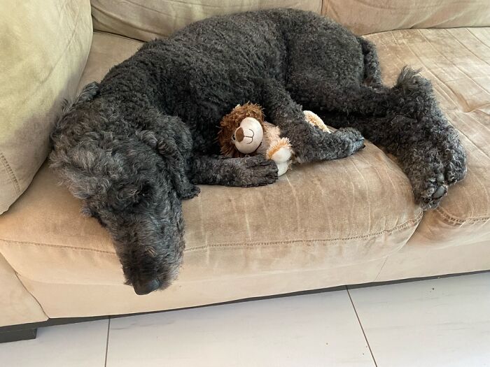 Phantom And His Best Friend The Lion