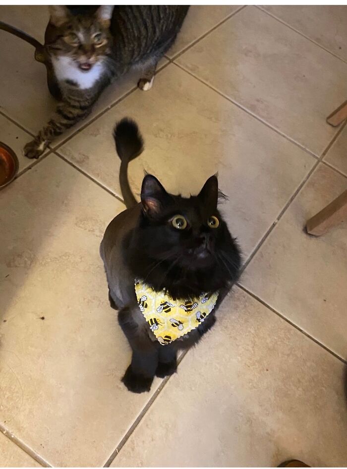 Kieran, Very Happy With Her New Cut/Leeeeeedle Scarf! Louie (Behind) Does Not Like Grooming Day