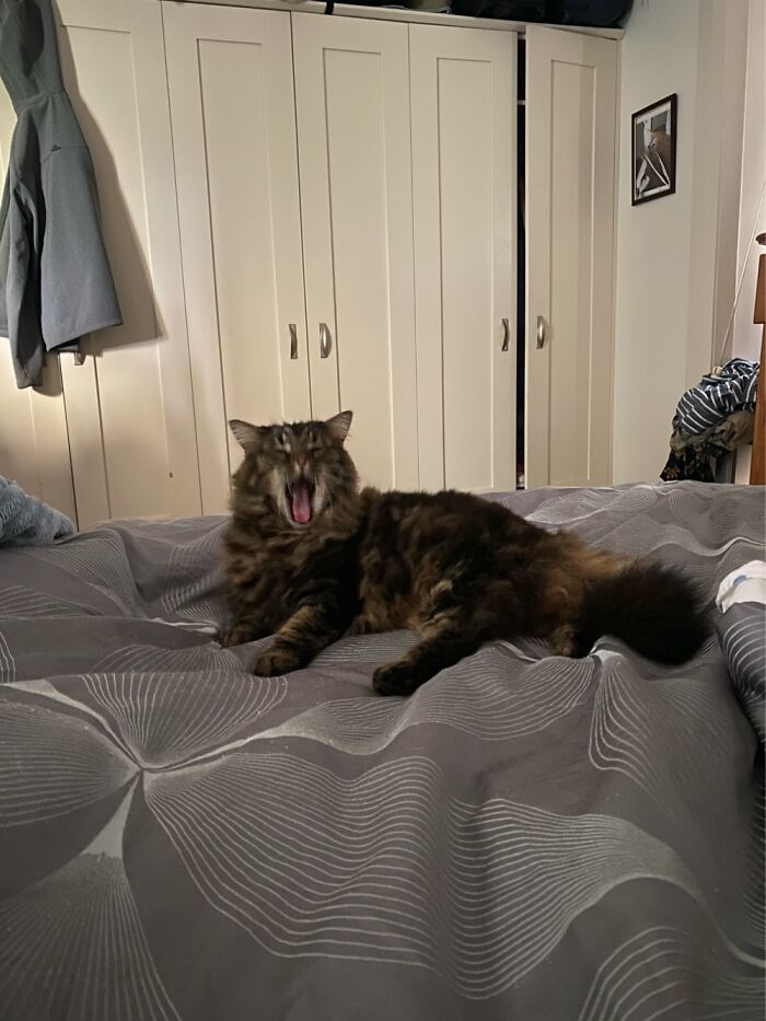 Trying To Get A Cute Photo And He Yawns.lol