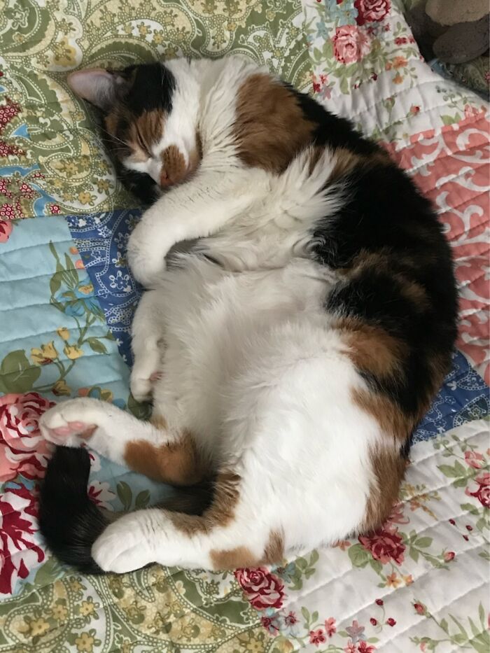Chonky Kitty