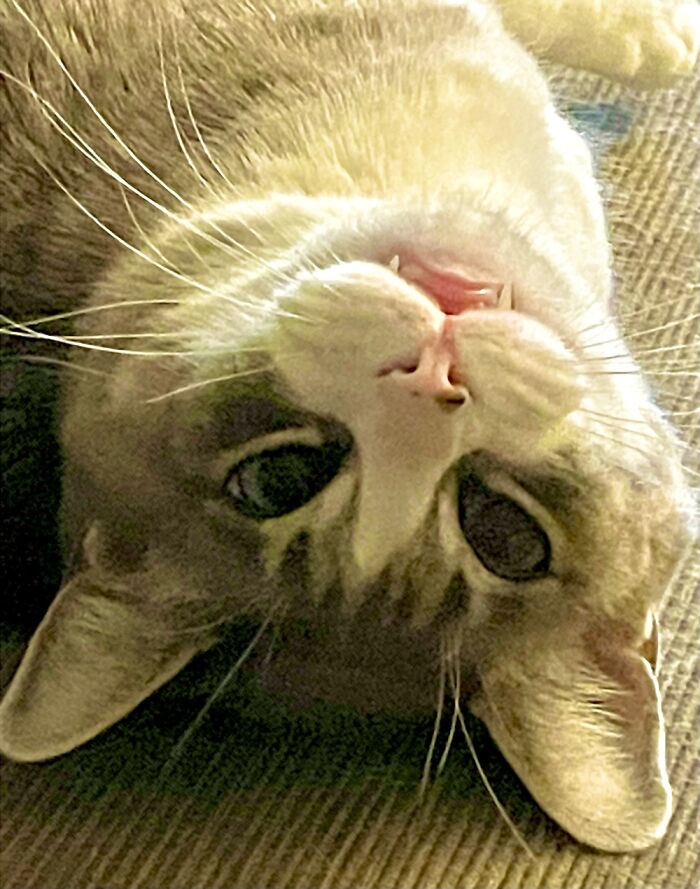 Vampire Pitty Tat Needs Food!