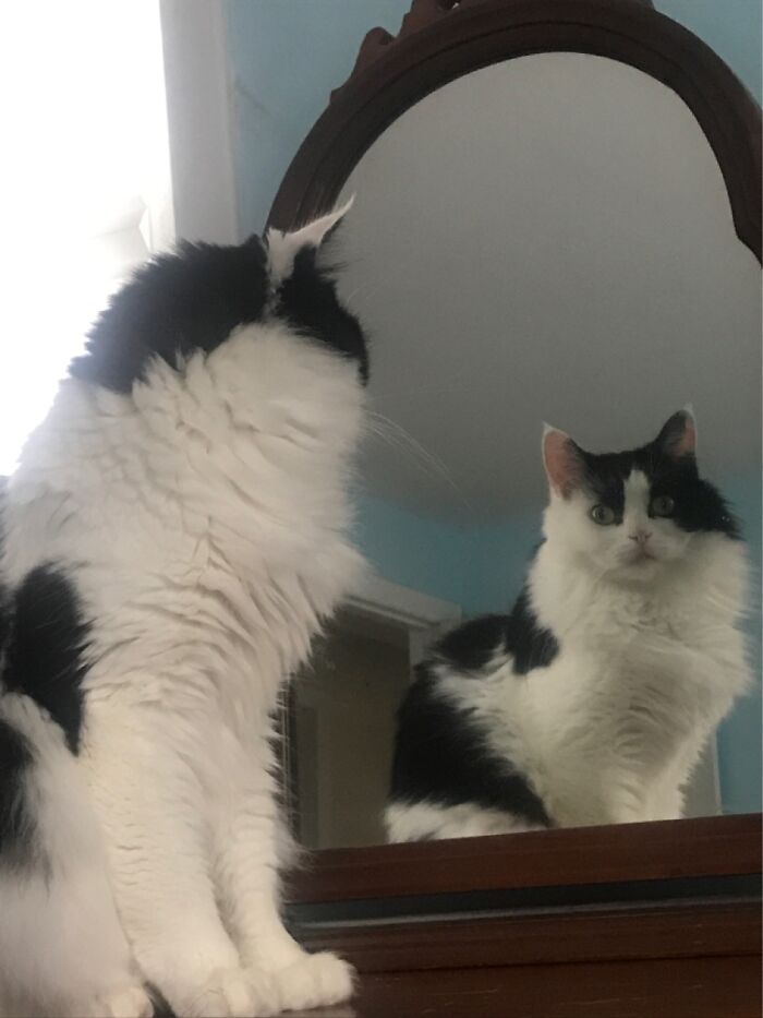 Finley Admiring His Regal Beauty