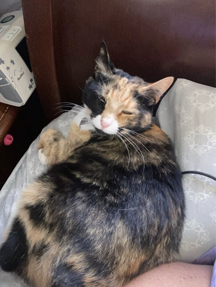 Honey Has A Tough Life Lol