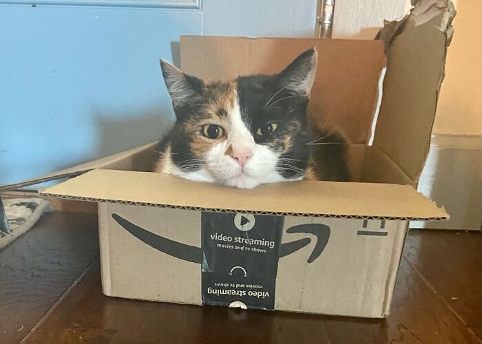 My Favorite Item From Amazon …. Pumpkin!