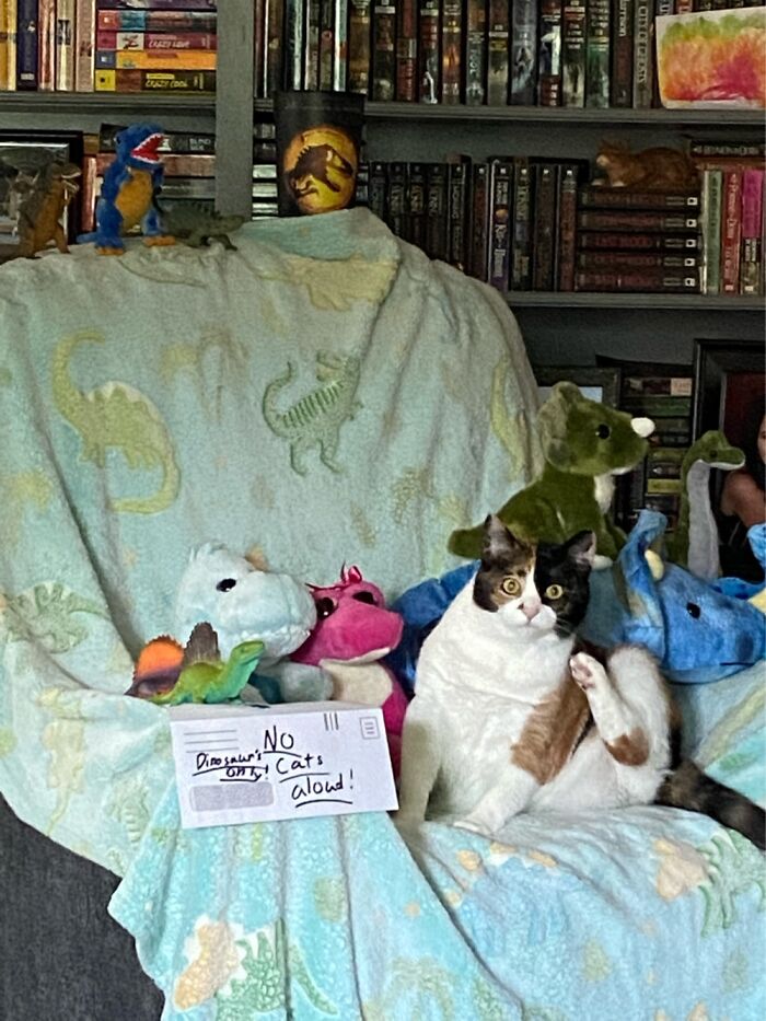 Dinosaurs Only! No Cats Allowed!